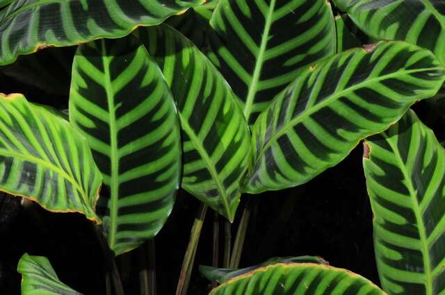 Image of zebraplant