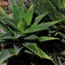 Слика од Aloe perfoliata L.