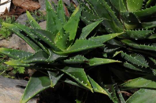 Image of aloe