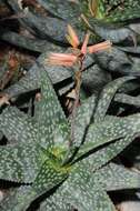 Sivun Aloe deltoideodonta Baker kuva