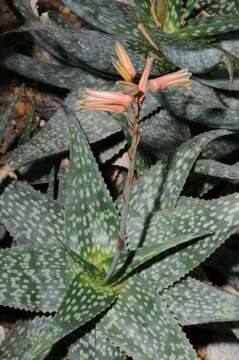 Image of Aloe deltoideodonta Baker