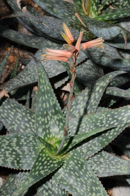 Image de Aloe deltoideodonta Baker