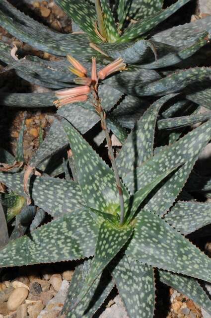 Image de Aloe deltoideodonta Baker