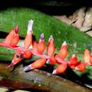 Image of Aechmea racinae L. B. Sm.