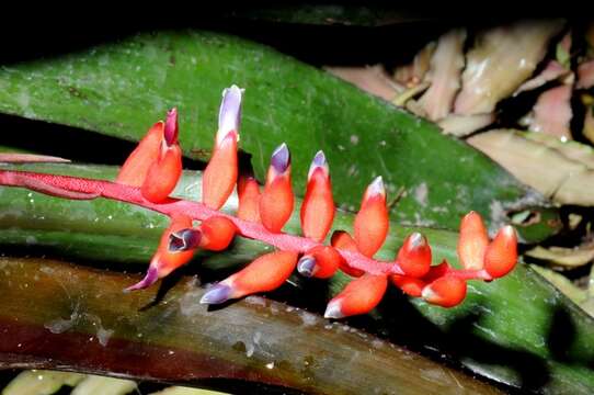 Imagem de Aechmea racinae L. B. Sm.