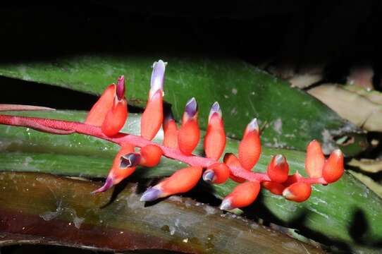 Image of Aechmea racinae L. B. Sm.