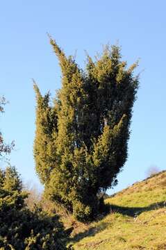 Image of juniper