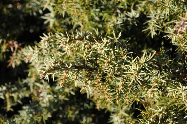 Image of juniper