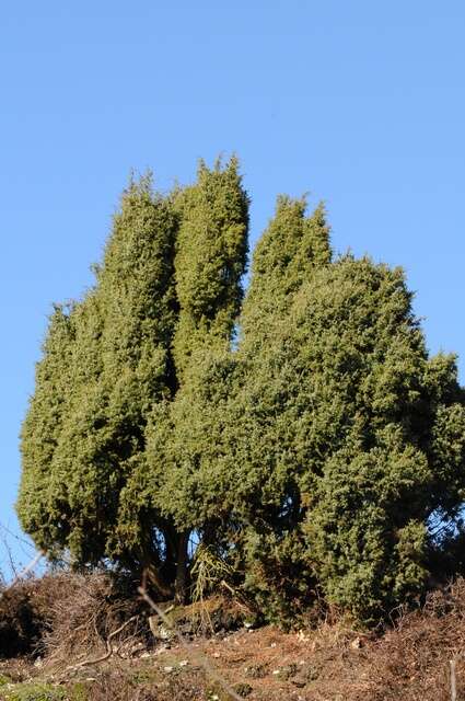 Image of juniper