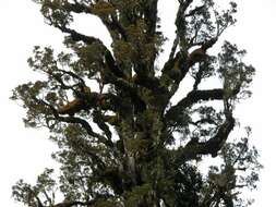 Image of dacrycarpus