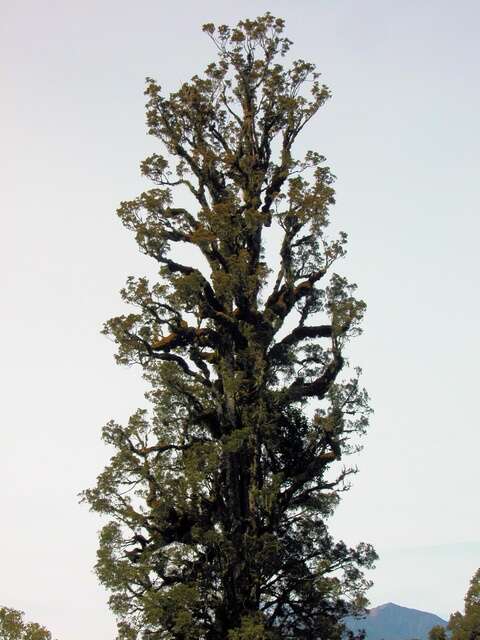 Sivun Dacrycarpus kuva
