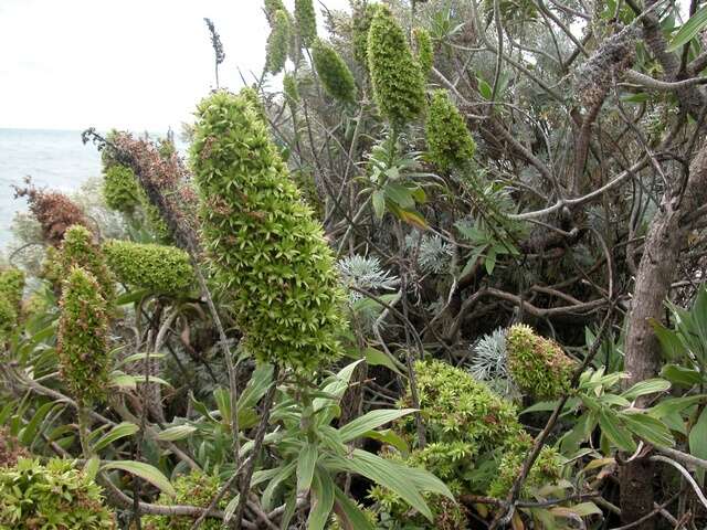 Image of viper's bugloss