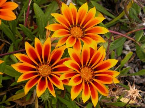 Image of gazania