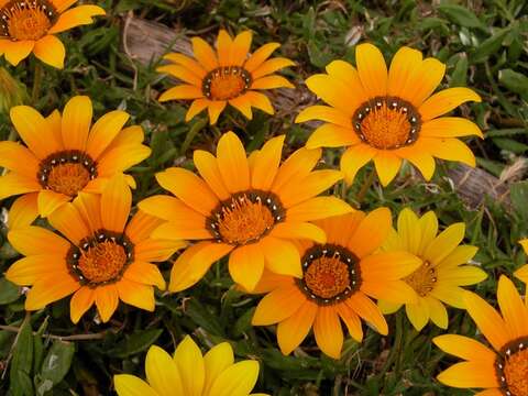 Image of gazania