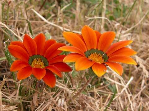 Image of gazania