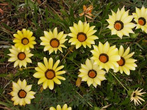 Image of gazania