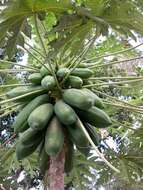 Image of papaya