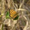 Sivun Lycaena salustius (Fabricius 1793) kuva