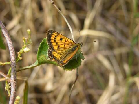 Image of Lycaena