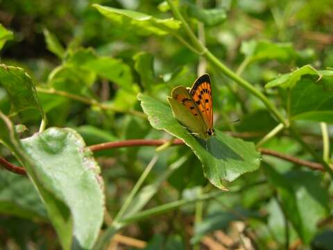 Image of Lycaena