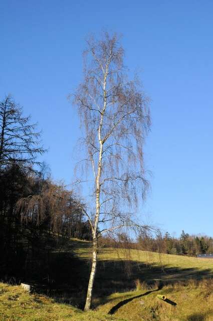 Image of birch family