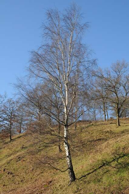 Image of birch family