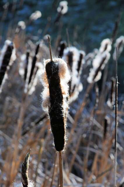 Image of Bulrush