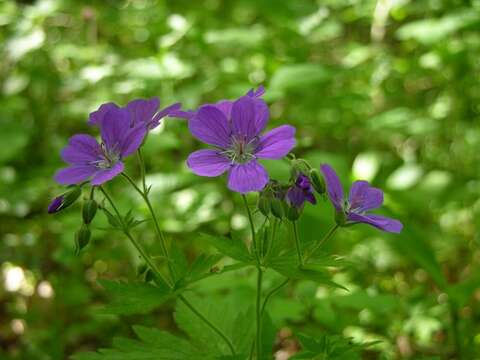 Image of geranium