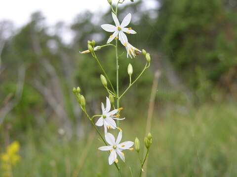 Image of Anthericum