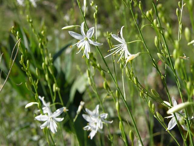 Image of Anthericum