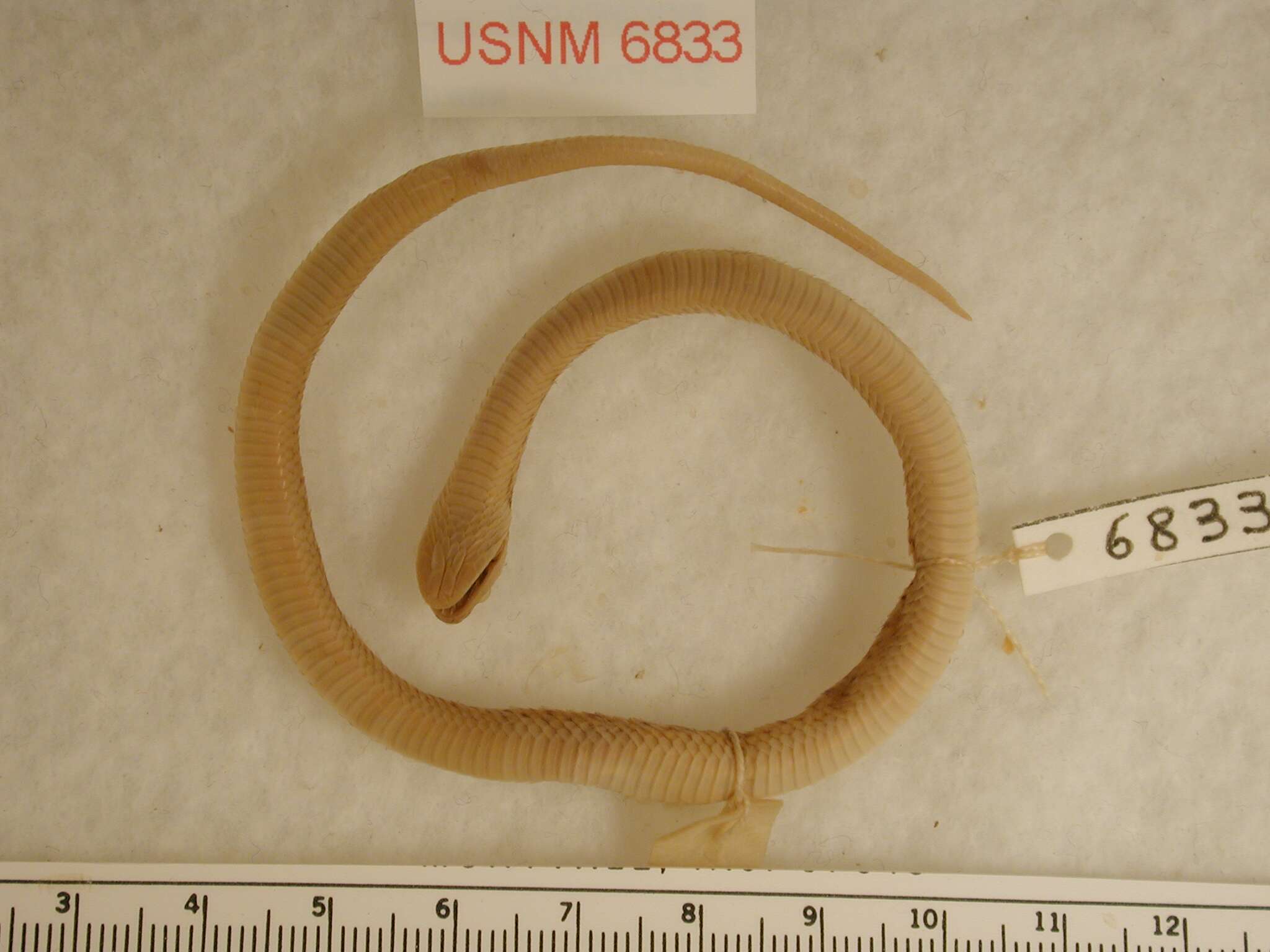 Image of Western Cat-eyed Snake