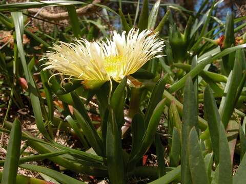 Imagem de Carpobrotus