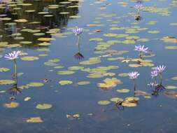 Image of waterlily