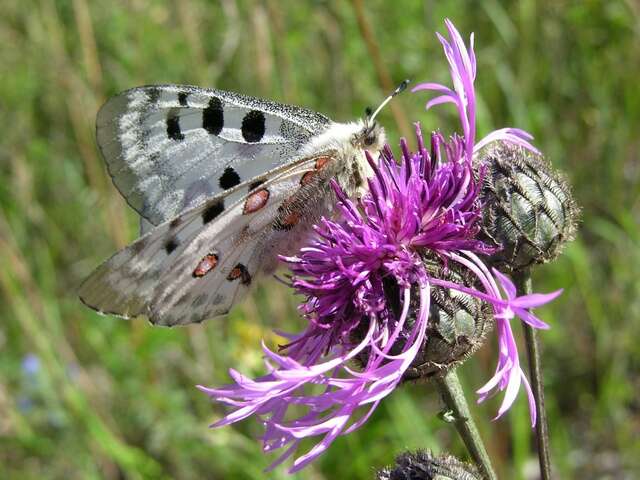 Image of Parnassius