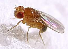 Plancia ëd Drosophila