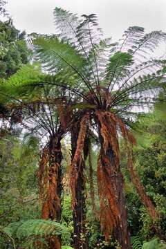 Image of Rough Tree Fern