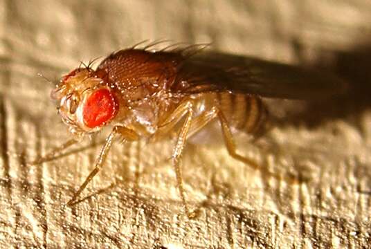 Plancia ëd Drosophila