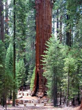 Image of giant sequoia