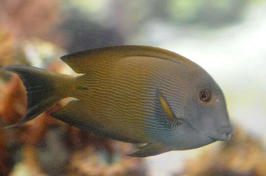 Image of Blackspot Surgeonfish