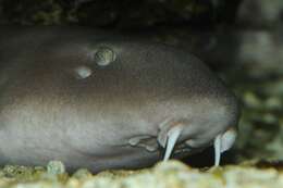 Image of Bamboo sharks