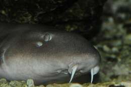 Image of Bamboo sharks