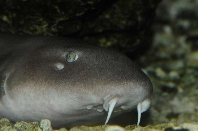 Image of Bamboo sharks