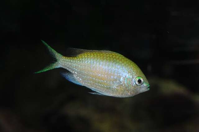 Image of Chromis Fishes