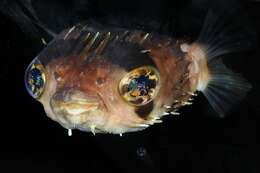 Image of Porcupinefish