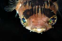 Image of Porcupinefish