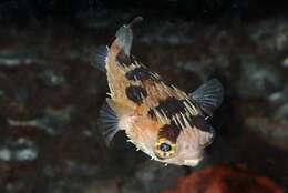 Image of Porcupinefish