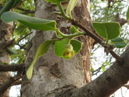 Image of Green Ebony Persimmon