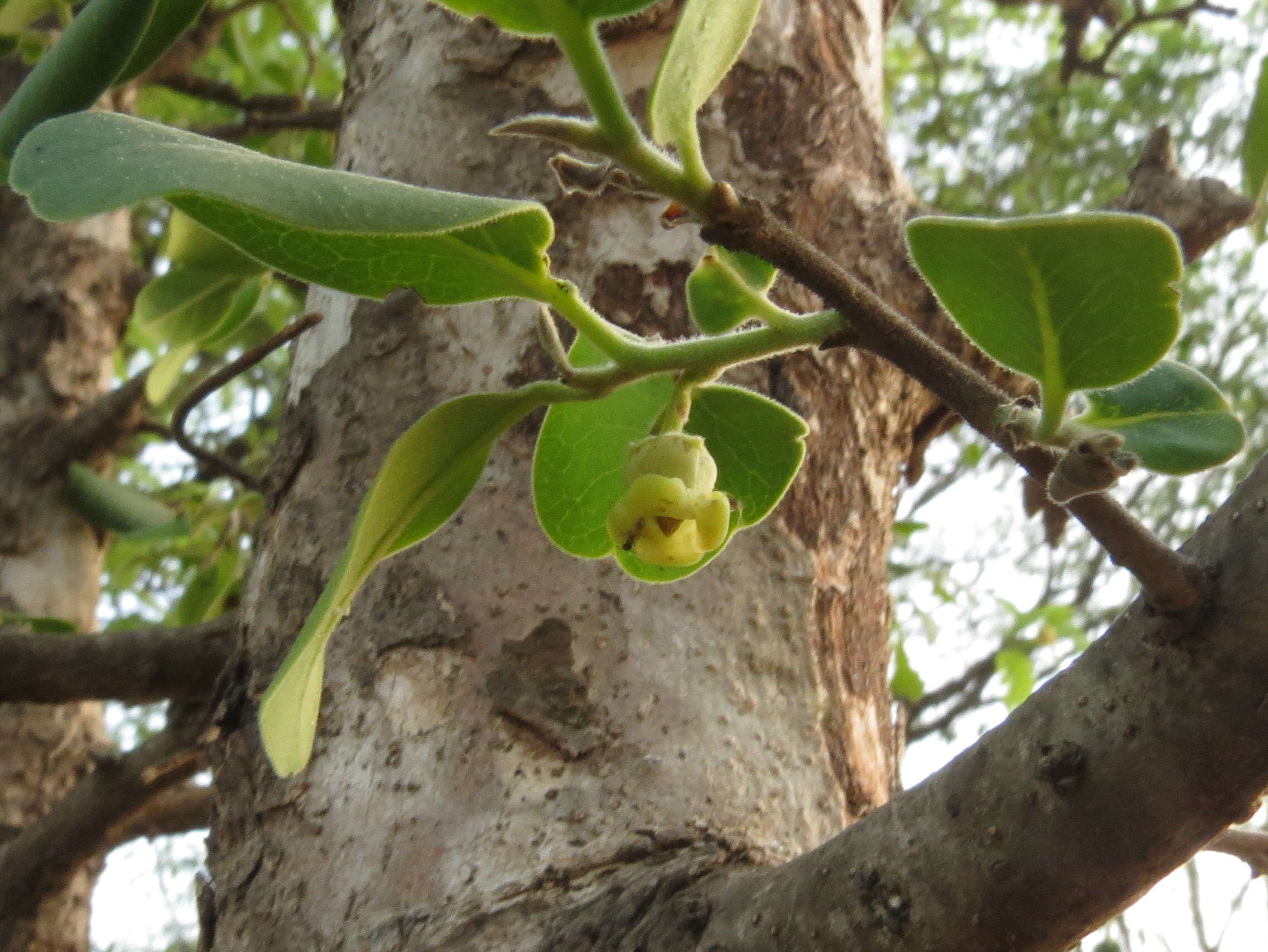 Diospyros chloroxylon Roxb. resmi