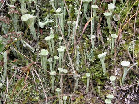 Image of Cladoniaceae