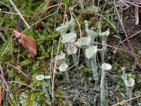 Image of Cladoniaceae